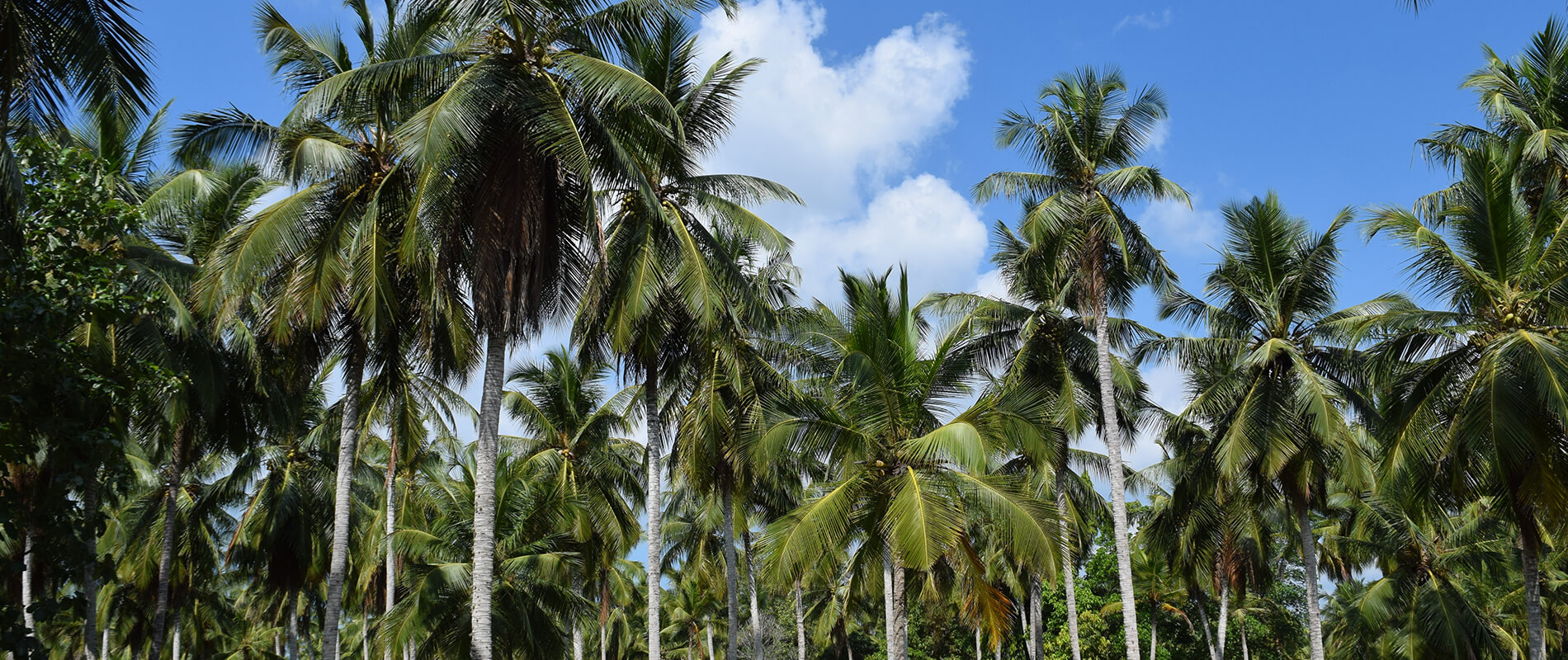 Cocogreen - The Trusted Coir Substrates for Sustainable Solutions
