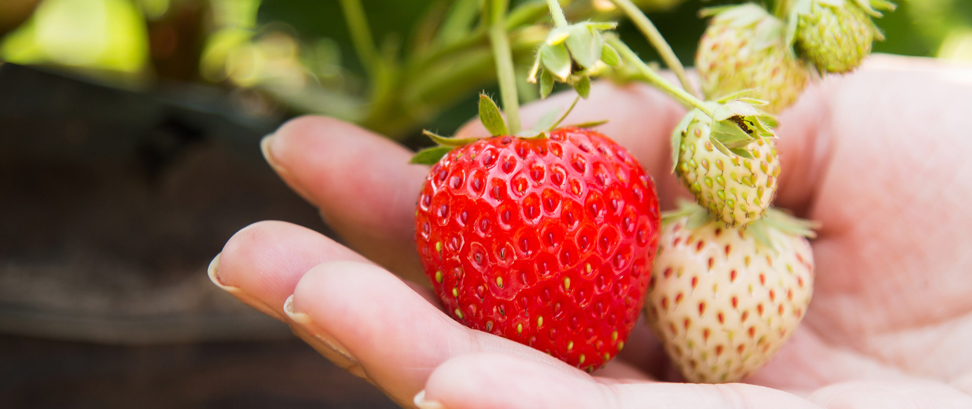 Stoller Technology - Cocogreen